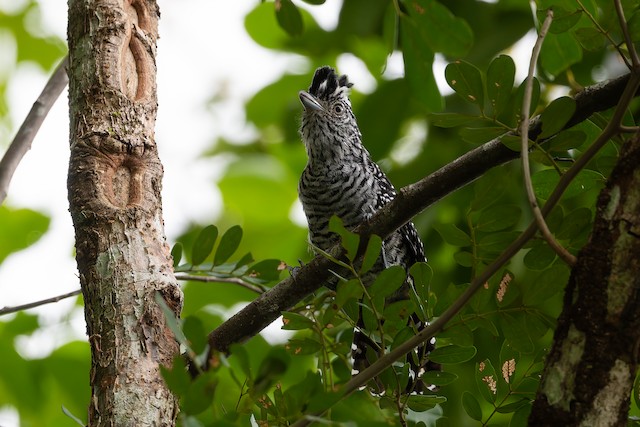Barred Antshrike