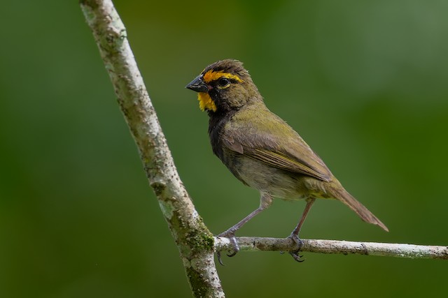Yellow-faced Grassquit