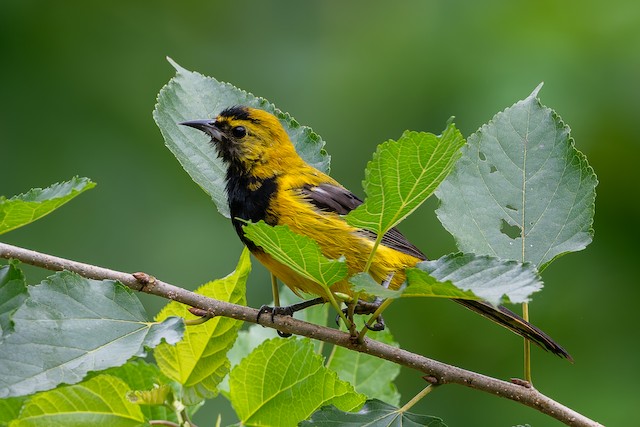 Black-cowled Oriole