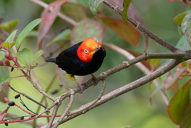 Red-capped Manakin