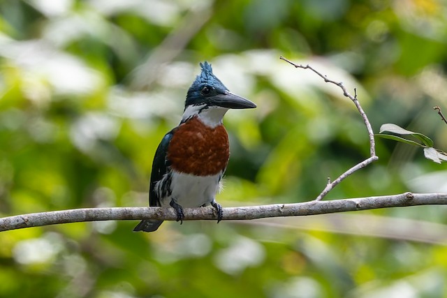 Amazon Kingfisher