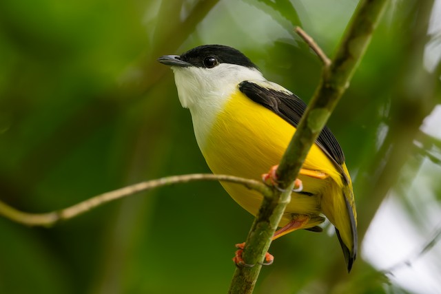 White-collared Manakin