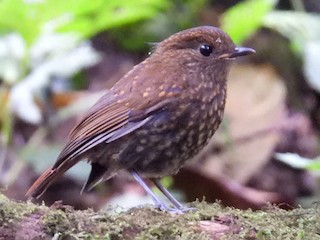 Juvenile - bob butler - ML625037990