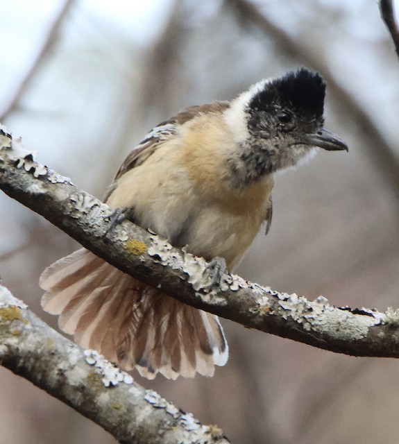 Photos - Collared Antshrike - Thamnophilus bernardi - Birds of the World