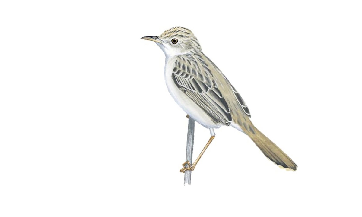 Tana River Cisticola - Cisticola restrictus - Birds of the World