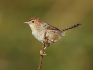  - Levaillant's Cisticola