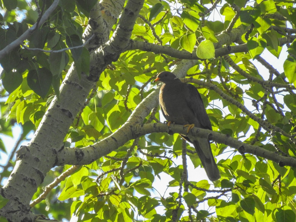 Band-tailed Pigeon - ML62506041