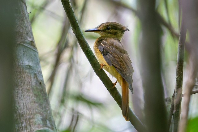 Tropical Royal Flycatcher