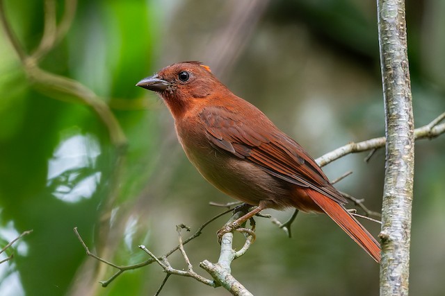 Red-crowned Ant-Tanager