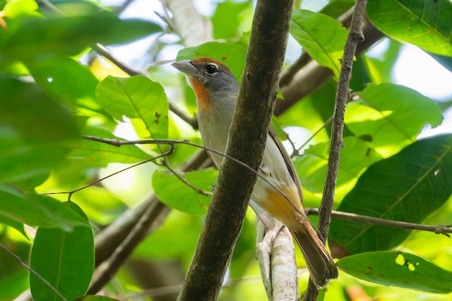 Rose-throated Tanager