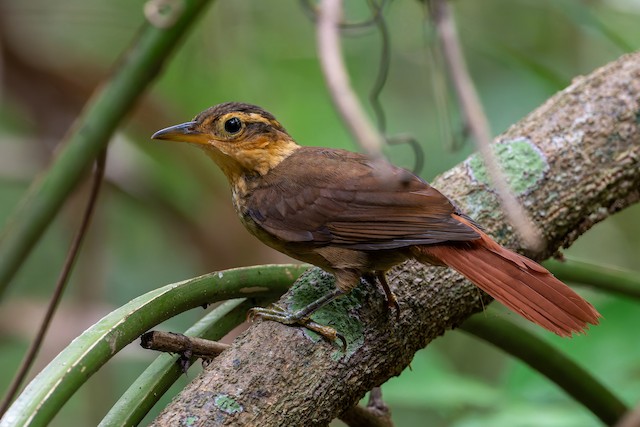 Fawn-throated Foliage-gleaner