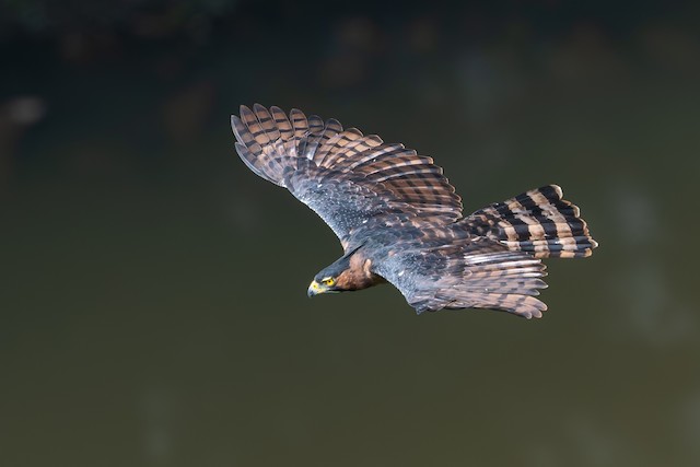 Ornate Hawk-Eagle