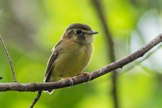 Stub-tailed Spadebill