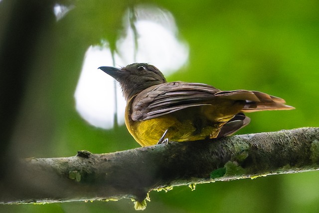 Black-throated Shrike-Tanager