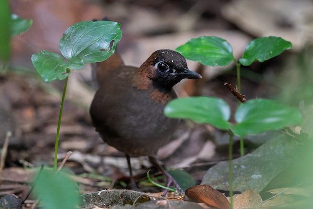 Mayan Antthrush