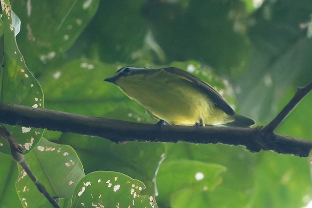 Yellow-bellied Tyrannulet