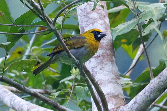 Black-faced Grosbeak