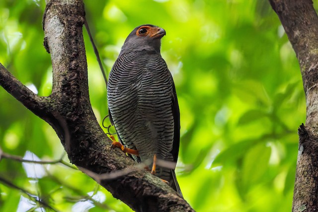 Barred Forest-Falcon