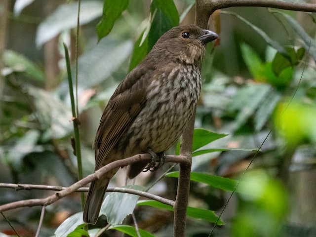 Tooth-billed Bowerbird (Scenopoeetes dentirostris) - Wet Tropics endemic bird, Queensland Australia