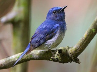  - Hainan Blue Flycatcher