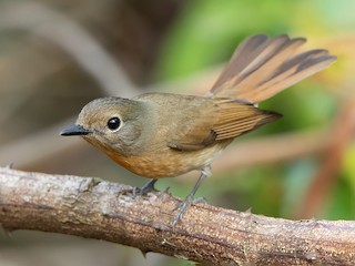  - Hainan Blue Flycatcher