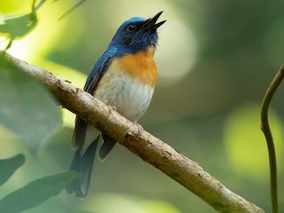  - Blue-throated Flycatcher (Notch-throated)-