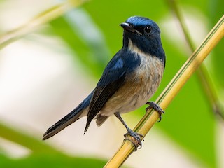  - Hainan Blue Flycatcher