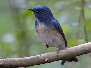  - Hainan Blue Flycatcher