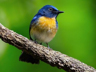  - Hainan Blue Flycatcher