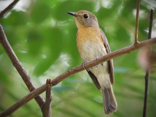  - Hainan Blue Flycatcher
