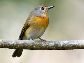  - Hainan Blue Flycatcher