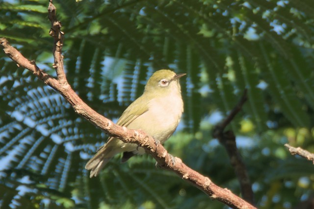 Possible Formative Plumage&nbsp;(subspecies <em class="SciName notranslate">saypani</em>). - Bridled White-eye - 