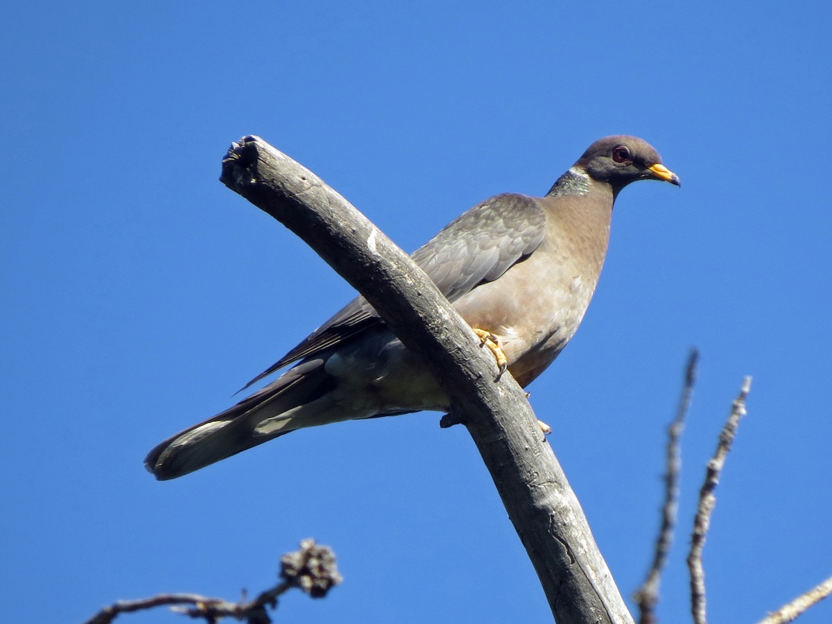Band-tailed Pigeon - Michael Harrison