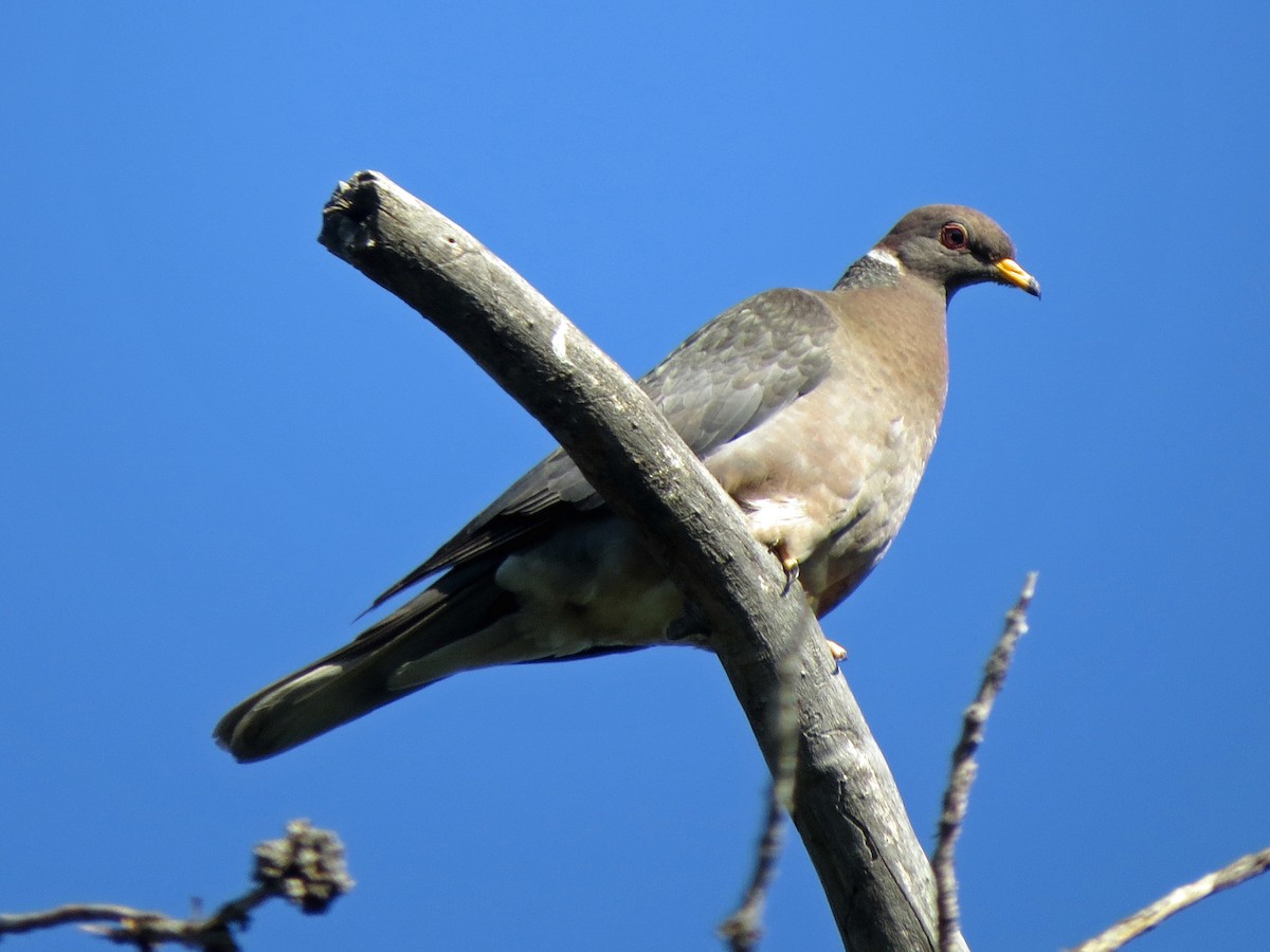 Band-tailed Pigeon - ML62511801