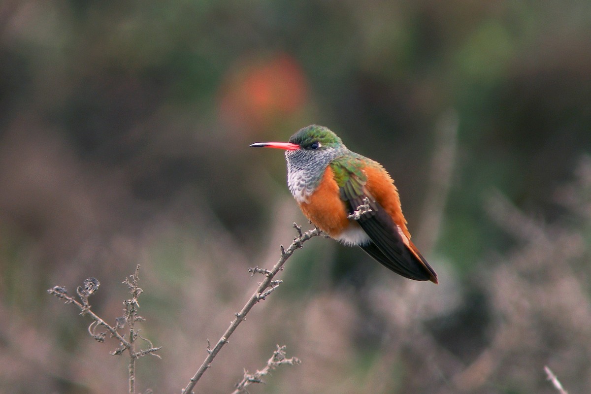 Amazilia Hummingbird - Scott Olmstead