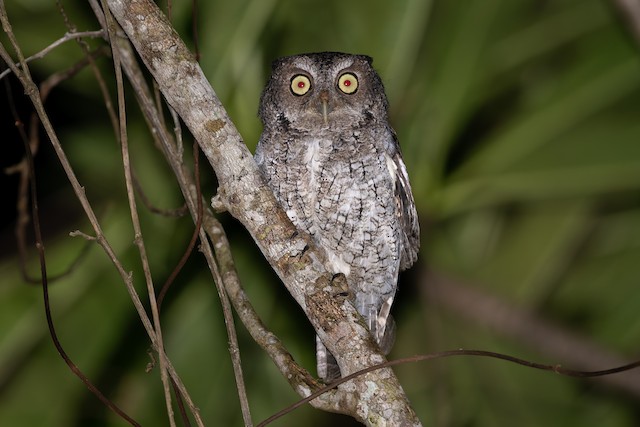 Middle American Screech-Owl