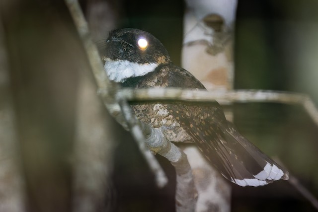 Yucatan Poorwill