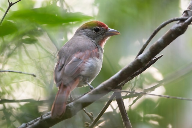 Rose-throated Tanager