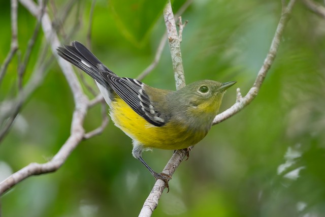 Magnolia Warbler