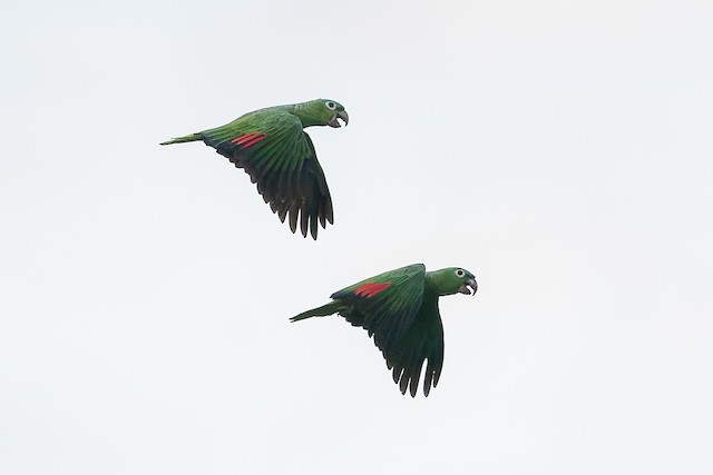 Mealy Amazon
