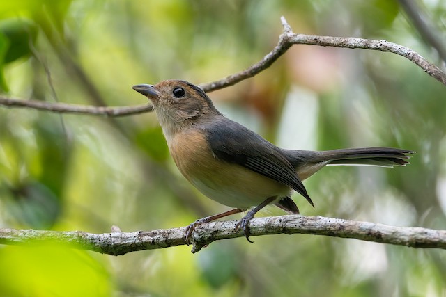 Gray-throated Chat