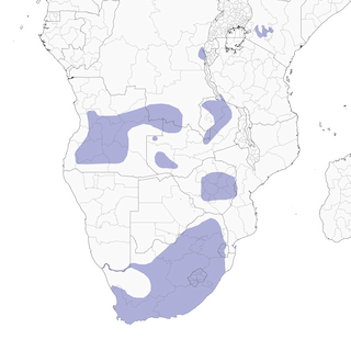 Distribution of the Levaillant's Cisticola - Range Map