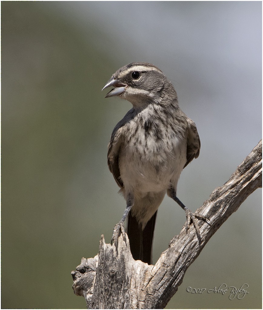 Black-throated Sparrow - ML62516441