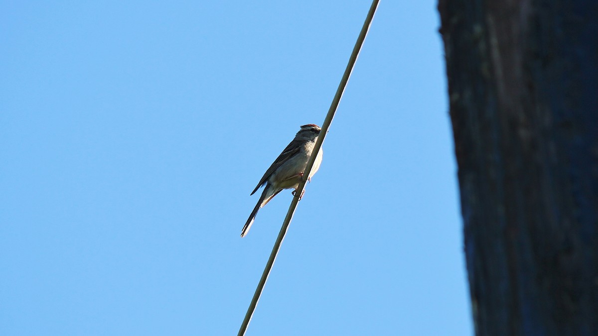 Chipping Sparrow - ML62517071