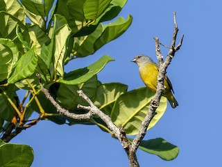 Female - Andres Vasquez Noboa - ML625175658