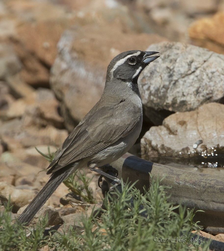 Black-throated Sparrow - ML62518051