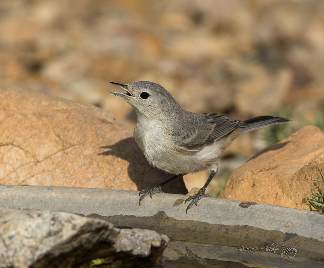 Lucy's Warbler - ML62518431