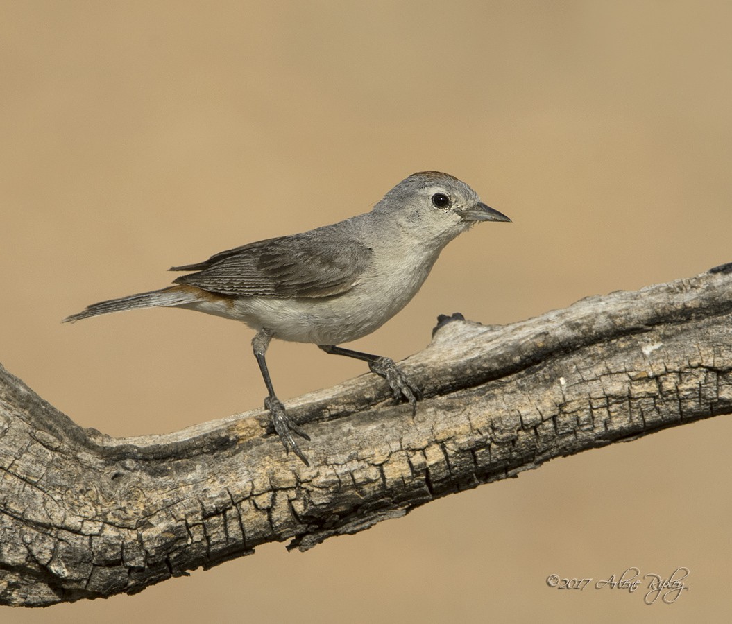 Lucy's Warbler - ML62518441