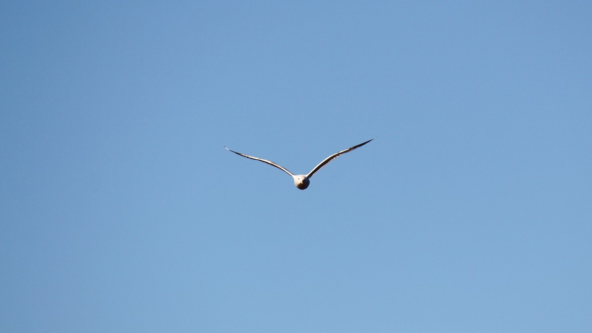 Short-billed Gull - Kayla Arey