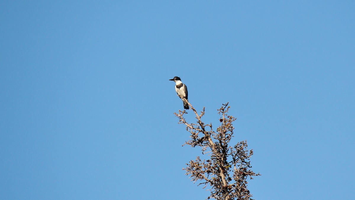 Belted Kingfisher - ML62519051